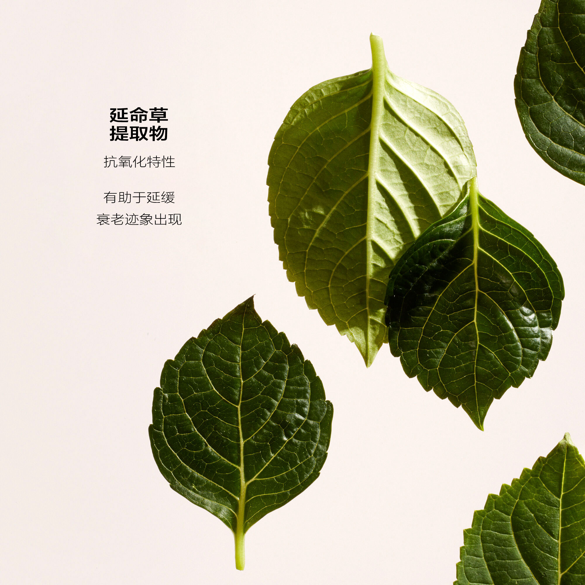 再生套装（价值230美元），