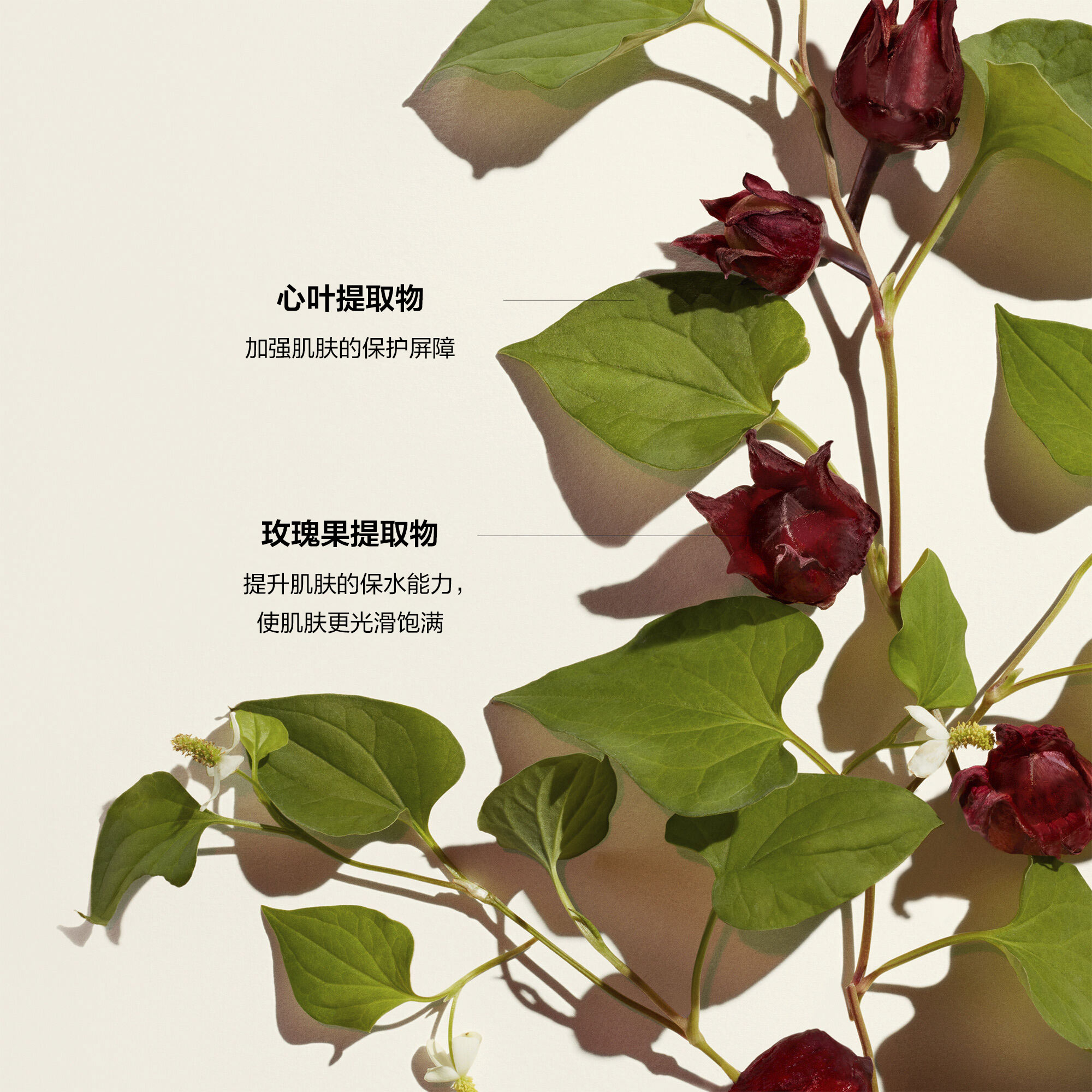 Radiance & Resilience Ritual套装（价值235美元），
