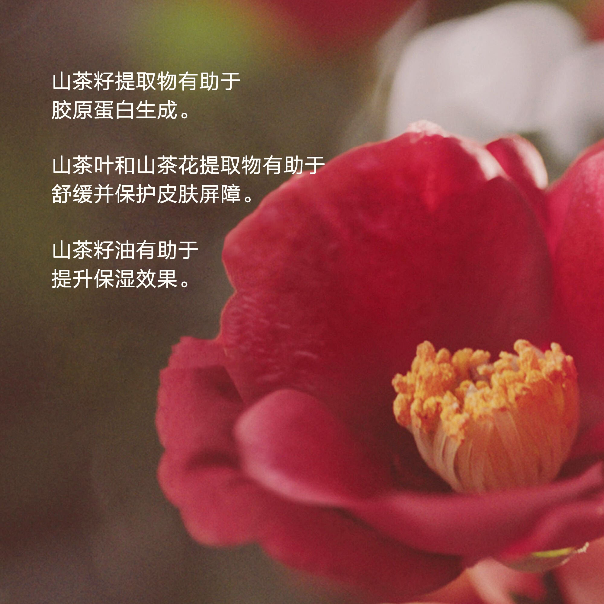 柔焦红色山茶花，配文标注功效：山茶籽提取物有助于胶原蛋白生成。山茶叶和山茶花提取物有助于舒缓并保护皮肤屏障。山茶籽油有助于提升保湿效果。